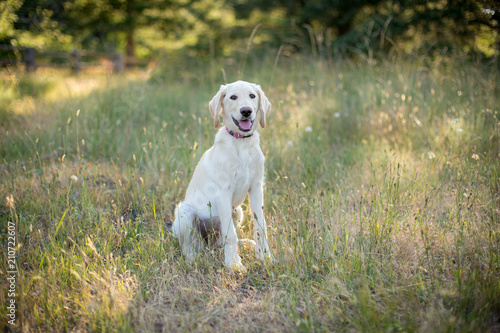 Yellow lab puppy sitting in a meadow