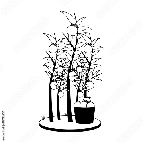 Tomatos plant harvest vector illustration graphic design