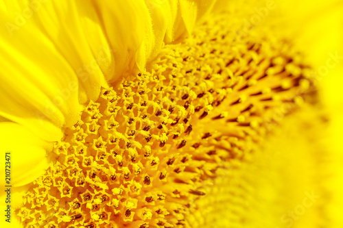 Yellow toned sunflower wallpaper.