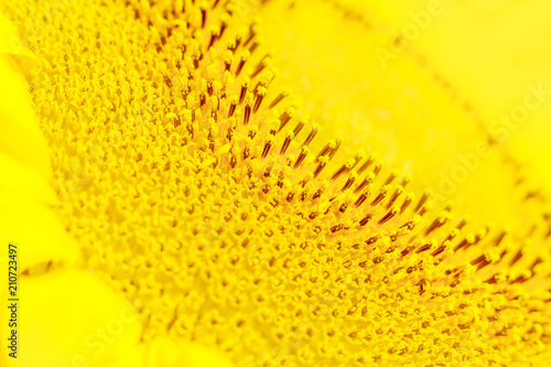 Yellow toned sunflower wallpaper.