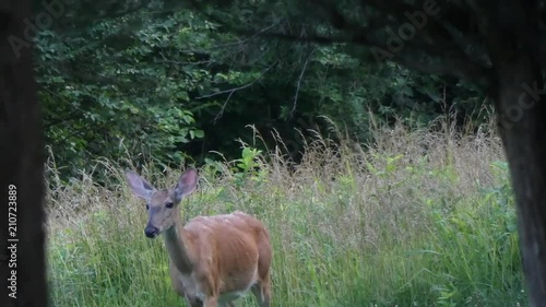 Whitetail deer walking between trees