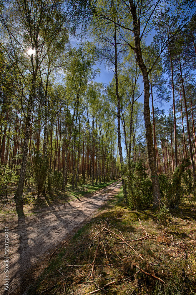 Sandy road in the forest lit by spring, warm sun Sandy road in the forest lit by spring, warm sun
