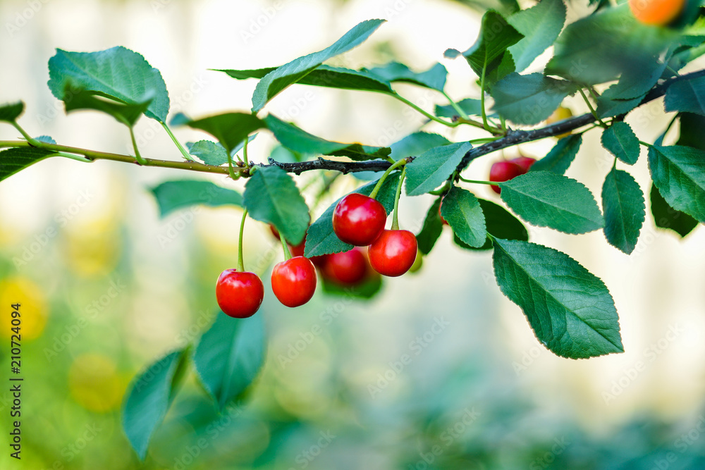 close-up of ripe sweet cherries on a tree in the garden close-up of ripe sweet cherries on a tree in the garden
