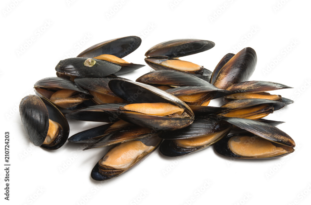 mussels isolated