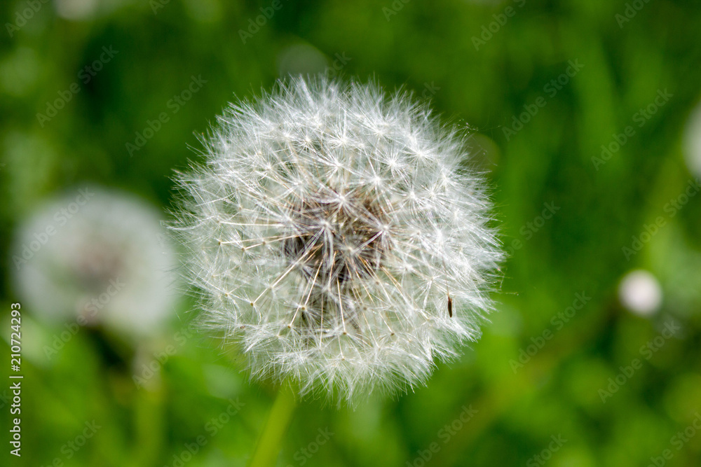 Fluffy white dandelion on a green meadow with fresh grass