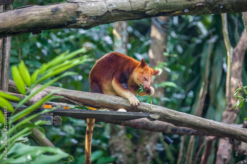 Tree kangaroo sitting on a tree branch and eating eucalipt leaf Tree kangaroo sitting on a tree branch and eating eucalipt leaf