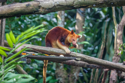 Vászonkép Tree kangaroo sitting on a tree branch and eating eucalipt leaf