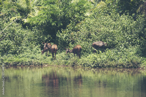 Sambar deers in Khao Yai na...