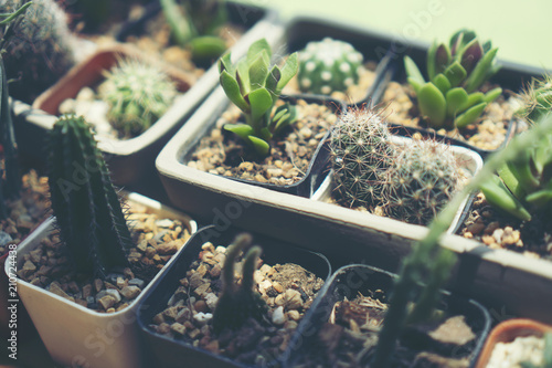 Cactus in ceramic pot on a ...