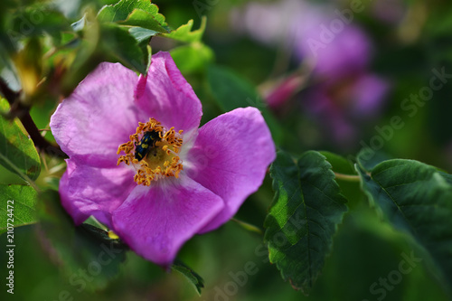 Pink Wild Rose Flower