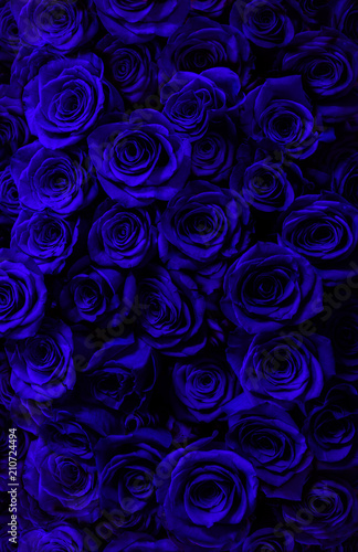 dark blue roses close-up.