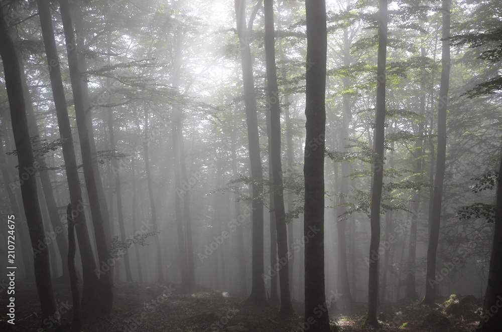 Naklejka premium Mystical Foggy Forest
