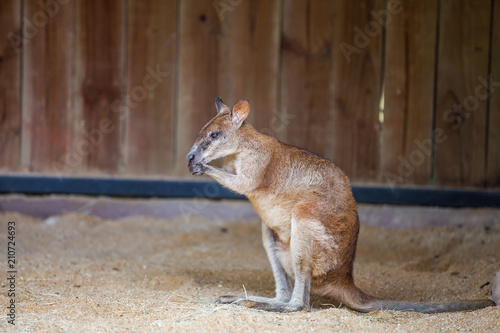 Young red kangaroo sits on the sand and eats something from his paws © TravelMedia