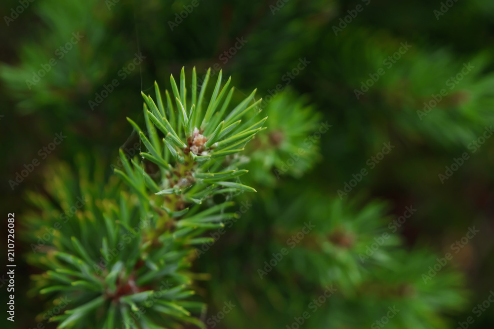 Coniferous branch close-up, soft focus. Christmas tree, green background, new year. Coniferous branch close-up, soft focus. Christmas tree, green background, new year.