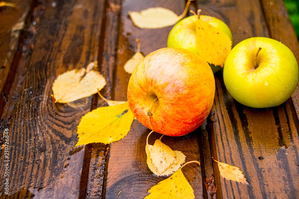 colorful apples on wooden wet table with autumn leaves. Autumn harvest. Organic food concept. Autumn colors. Selective focus