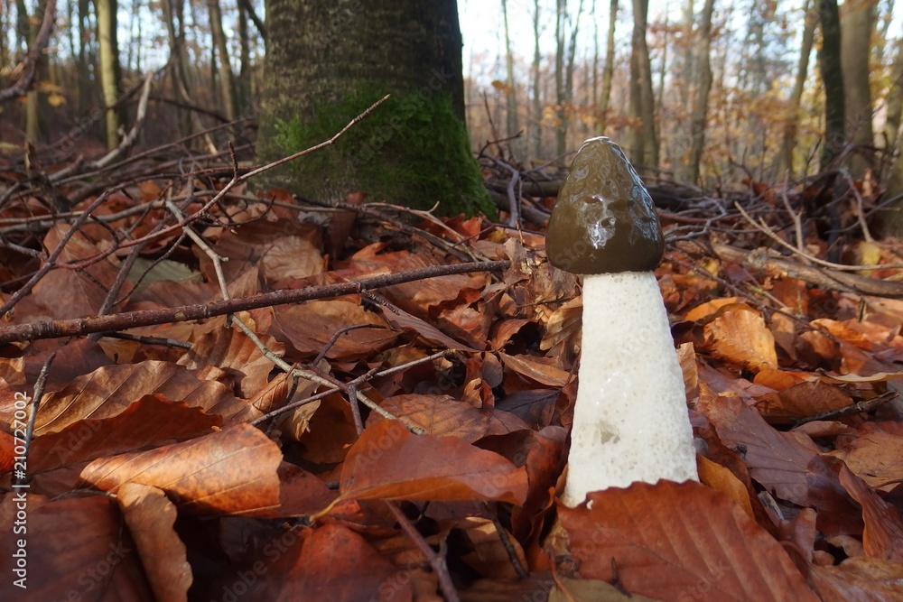 Sromotnik smrodliwy (Phallus impudicus) - śmierdzący grzyb w lesie Sromotnik smrodliwy (Phallus impudicus) - śmierdzący grzyb w lesie