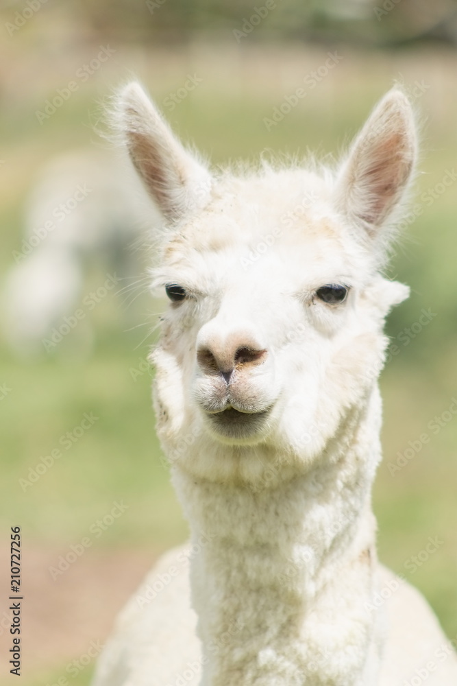 The llama is a domesticated South American camelid, widely used as a meat and pack animal by Andean cultures since the Pre-Columbian era.