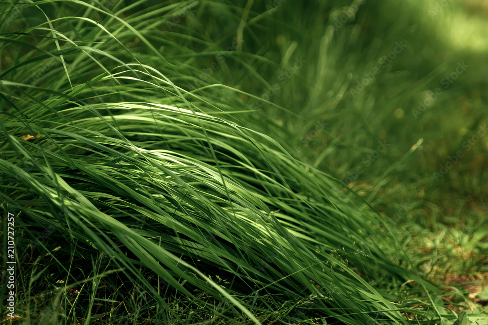 Grass closeup with fine water drops spraying down and creating a beautiful light effect background, shallow focus Grass closeup with fine water drops spraying down and creating a beautiful light effect background, shallow focus