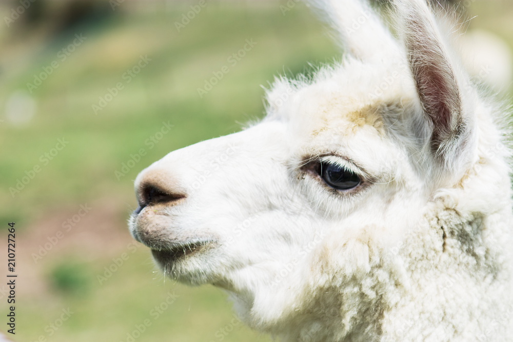 Φωτογραφία The llama is a domesticated South American camelid, widely used as a meat and pack animal by Andean cultures since the Pre-Columbian era