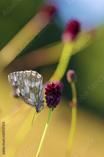 Schachbrett Falter - Schachbrettfalter - Schmetterling - Allgäu photo