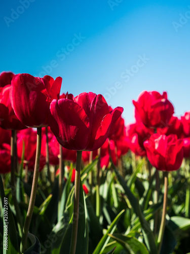 Backlit red tulips