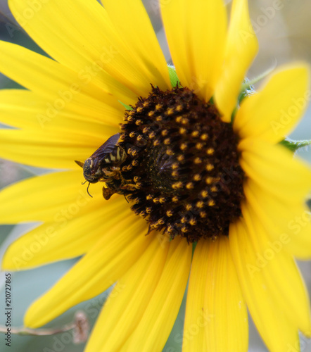 Sunflower pollination.