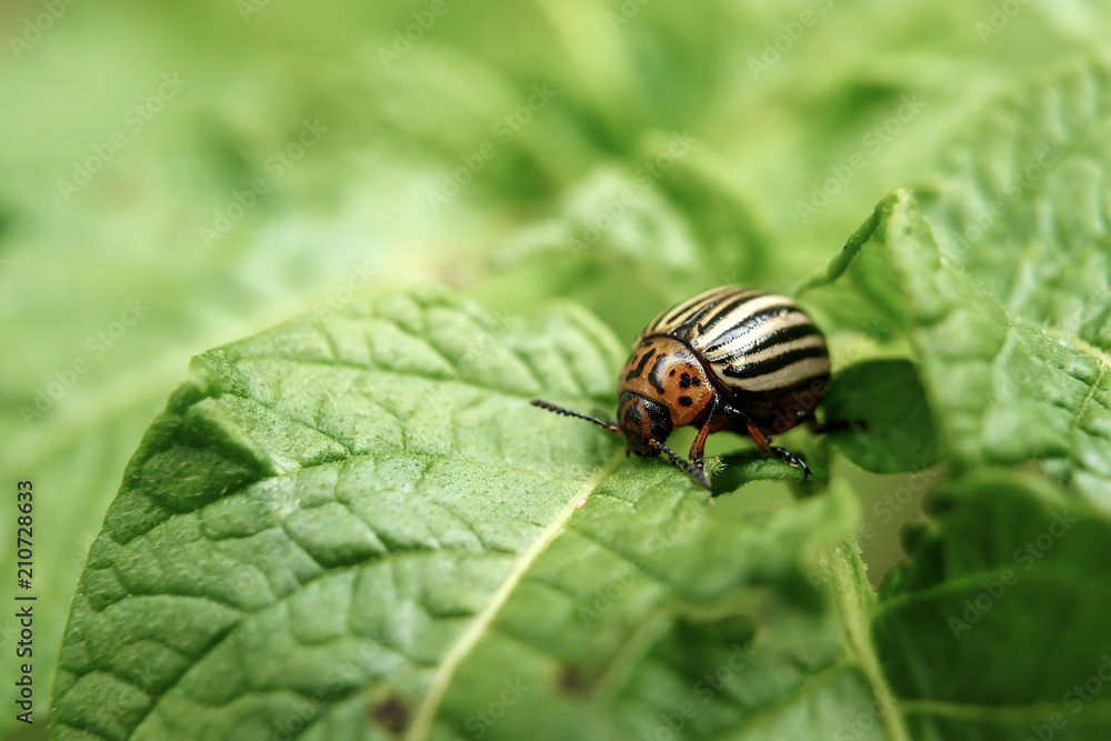 Colorado beetle eats a potato leaves young. Pests destroy a crop in the field. Parasites in wildlife and agriculture. Close-up, copy space. Colorado beetle eats a potato leaves young. Pests destroy a crop in the field. Parasites in wildlife and agriculture. Close-up, copy space.