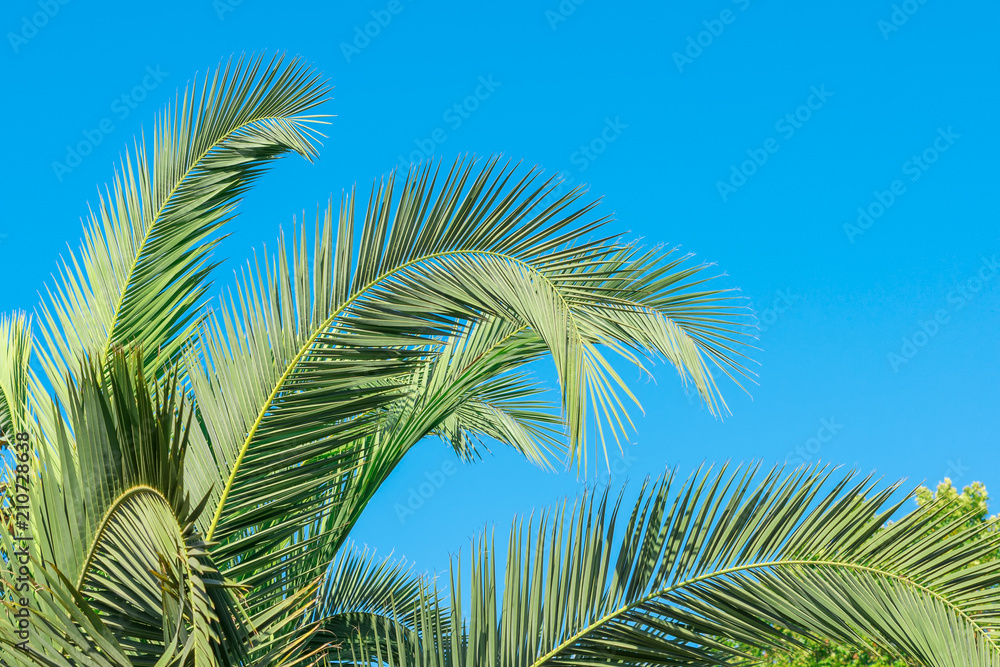 Branches of tropical palm tree, on sky background