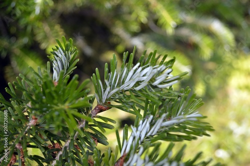 white green leaves of the twig-fir  Abies koreana 