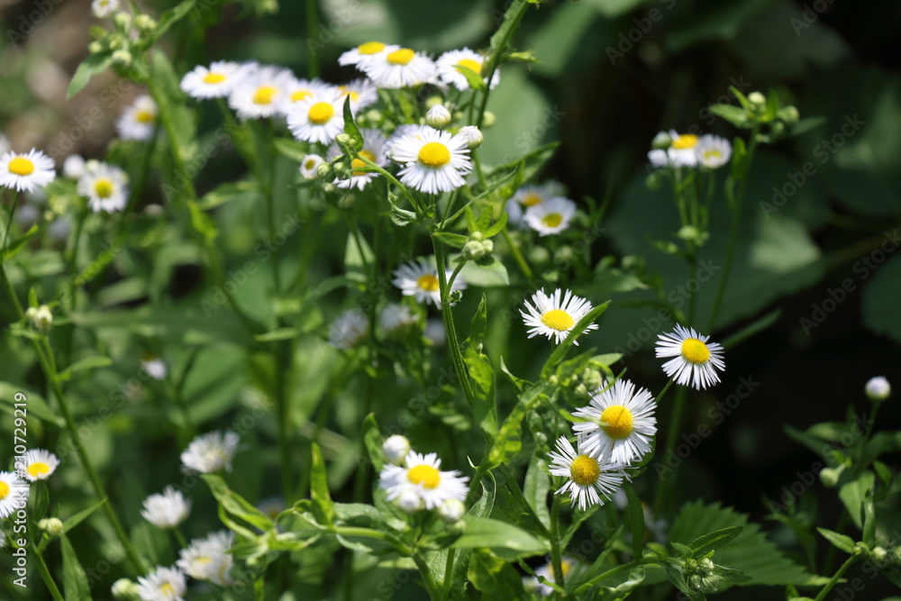Blossoming Erigeron annuus (annual fleabane or daisy fleabane) in the natural environment Blossoming Erigeron annuus (annual fleabane or daisy fleabane) in the natural environment