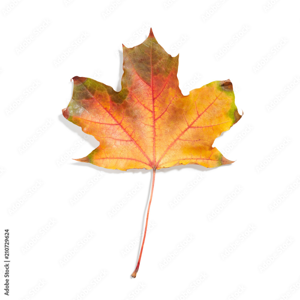 Autumn leaf isolated on white background Autumn leaf isolated on white background