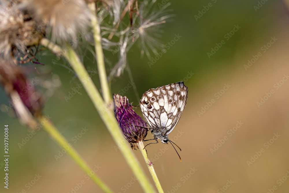 Fototapeta premium Schachbrett Falter - Schmetterling - Allgäu - Schachbrettfalter