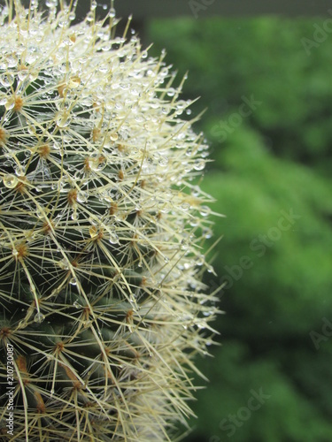 Close up of a potted cactus with water droplets on the thorns 