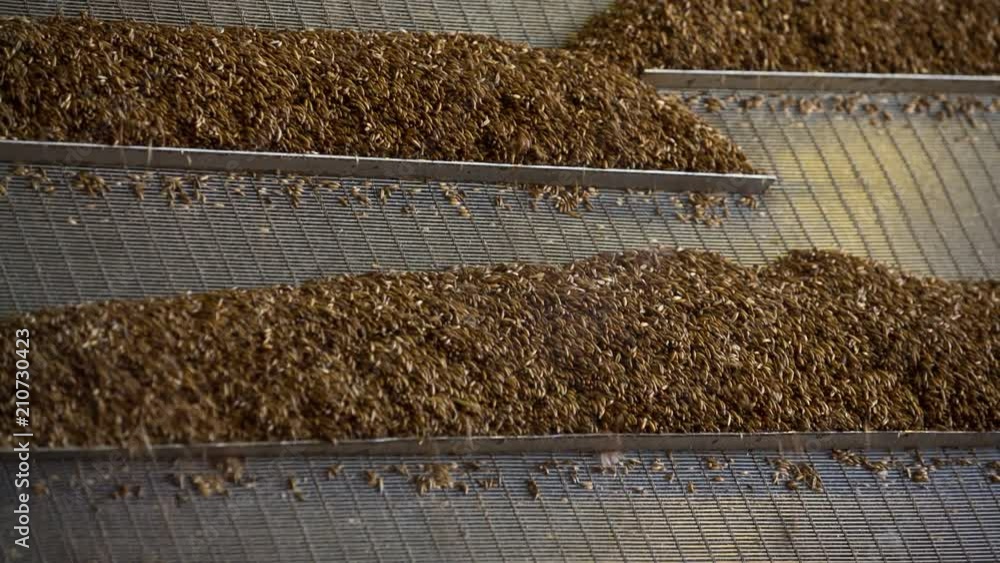 Oatmeal on the conveyor Oatmeal on the conveyor
