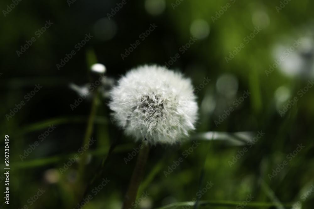 Wild flowers in bloom found in the British country side. Wild flowers in bloom found in the British country side.
