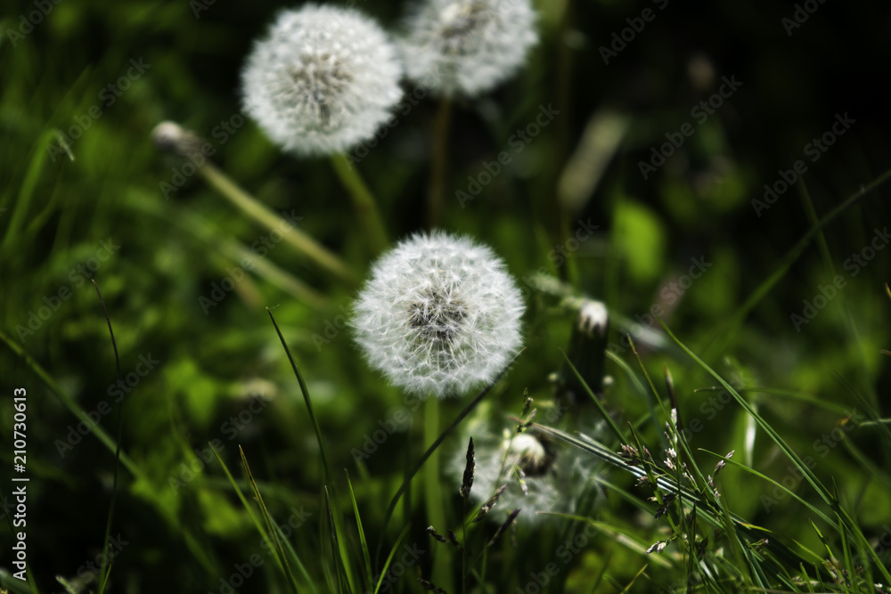Wild flowers in bloom found in the British country side. Wild flowers in bloom found in the British country side.
