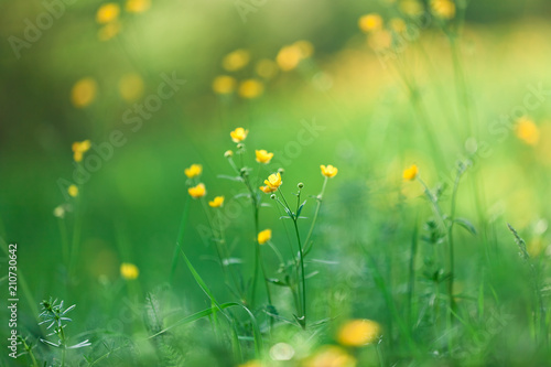 Blumenwiese mit Butterblumen