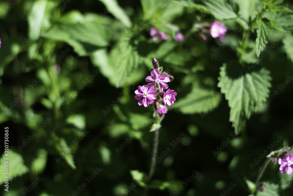Wild flowers in bloom found in the British country side. Wild flowers in bloom found in the British country side.