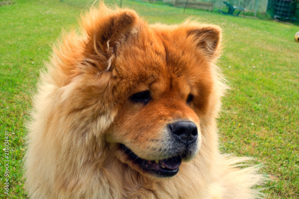 Glücklicher Chow Chow Glücklicher Chow Chow
