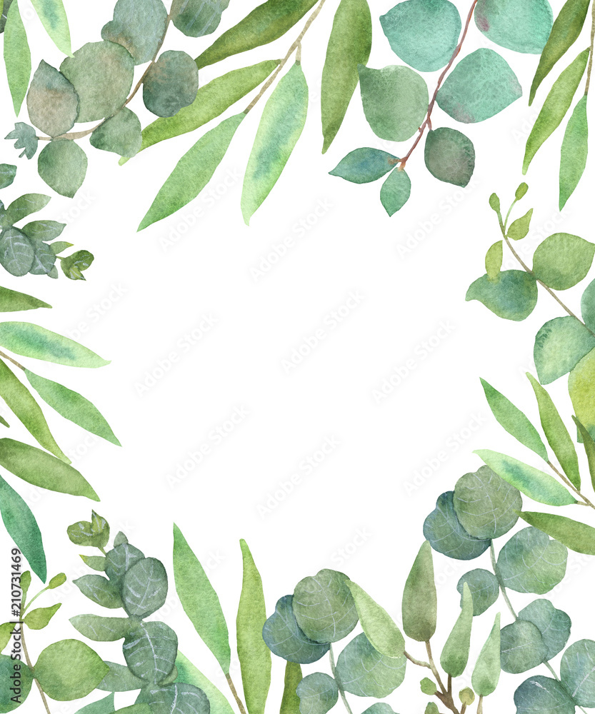 Eucalyptus leaves isolated on white background, selection leaves.