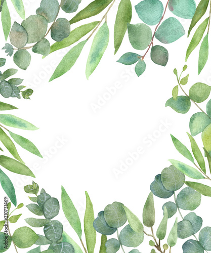 Eucalyptus leaves isolated on white background  selection leaves.