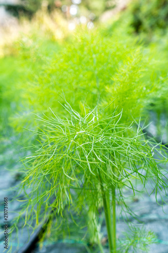 Close up of fennel leaves/leaf in a bio vegetable garden. Leaf in focus and background out of focus, anti weed cloth.