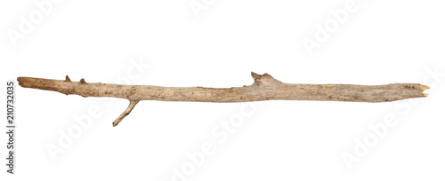 Fotografia, Obraz Tree stick isolated on white background