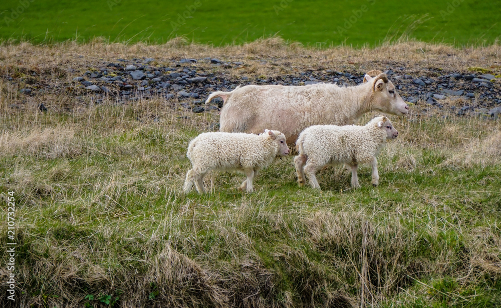 Fototapeta premium Cute sheep in Iceland
