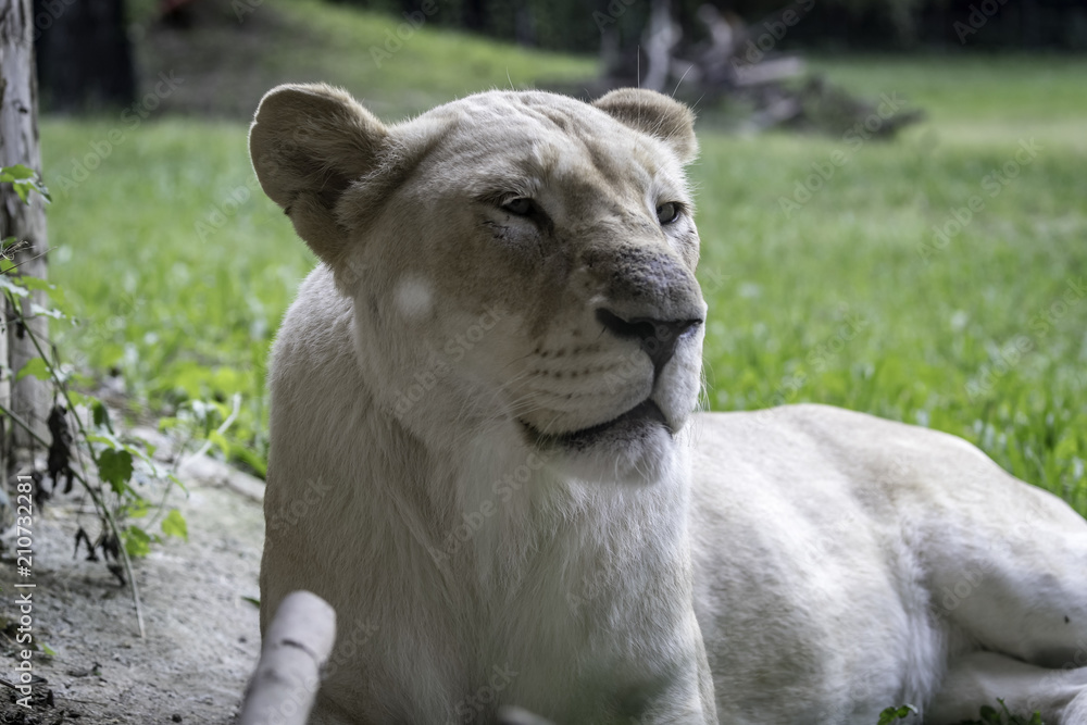 portrait of the lioness