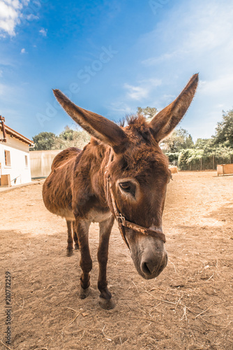 Donkey © Sascha