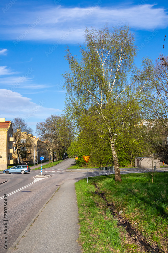 Naklejka premium Brzoza przy drodze