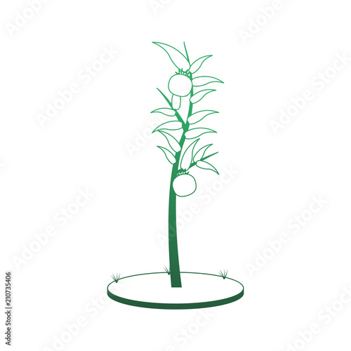 Tomatos plant harvest vector illustration graphic design