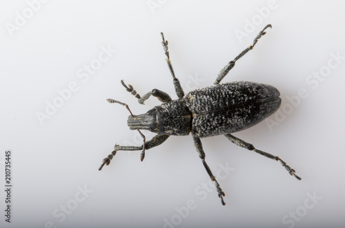 Anthonomus pomorum black-winged beetle. Pest  destroys the harvest of the sheep