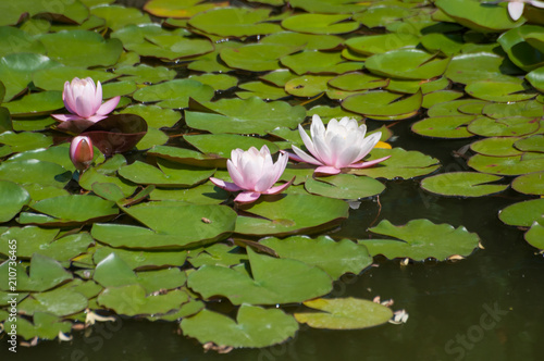 Several gently pink water lilies growing on water